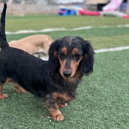 Dachshund Puppies from Bootheel Doxies