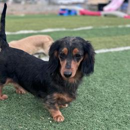 Dachshund Puppies from Bootheel Doxies