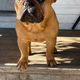 High Plains Chejz - Fawn male French Bulldog puppy in Tenmile, Oregon from High Plains French Bulldogs,Boston Terriers and Frenchtons.