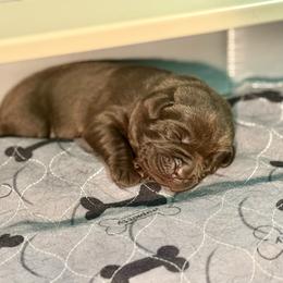 Chocolate Female 2 - Chocolate female Labrador Retriever puppy in Lagrange, Ohio from SKI Labradors