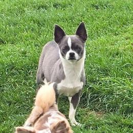 Dahila - Chihuahua
