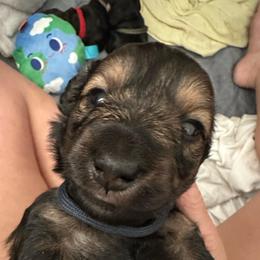 Pugsley - Red female Dachshund puppy in Pinellas Park, Florida from Chait Miniature Dachshunds