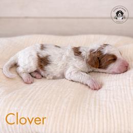 Clover - Red female Bernedoodle puppy in Greenville, Texas from Doodles of Promise