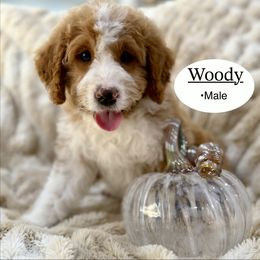 Woody - Red male Bernedoodle puppy in Jackson, Mississippi from T.M. Poodles & Doodles