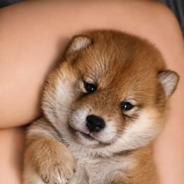 Shiba Inu Puppies from Diwasou