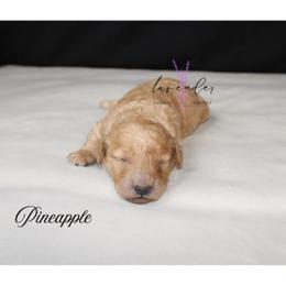 Pineapple - Apricot female Goldendoodle puppy in Mancelona, Michigan from Lavender poodles & doodles