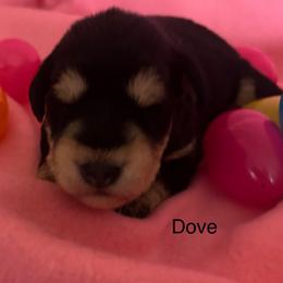Dove-Girl 2 - Black and silver female Miniature Schnauzer puppy in Granville, Ohio from Shull Mini Schnauzers