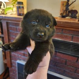 Willow - Black female German Shepherd puppy in Hope, Idaho from Fyrestorm Shepherds