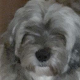 Destin - Lhasa Apso
