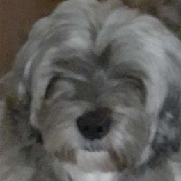 Destin - Lhasa Apso