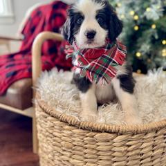 Assorted Doodle Crosses, Aussiedoodle, Australian Mountain Doodle, and Miniature Australian Shepherd Puppies from Aspen Mountain Doodles LLC