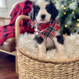 Assorted Doodle Crosses, Aussiedoodle, Australian Mountain Doodle, and Miniature Australian Shepherd Puppies from Aspen Mountain Doodles LLC