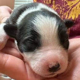 Bingo - Black tri-color female Australian Shepherd puppy in Monroe, North Carolina from Meekey Family Aussies