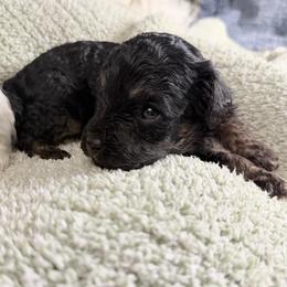Cumin - Black and tan male Cavapoo puppy in Spokane, Washington from PJE Cavs and Poos