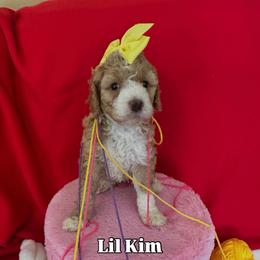 Lil Kim - Apricot female Goldendoodle puppy in Cordova, Tennessee from TrueLine kennels