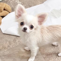 White Angel, price 9980(show quality) - White female Chihuahua puppy in Santa Rosa Beach, Florida from Eva's Chihuahua