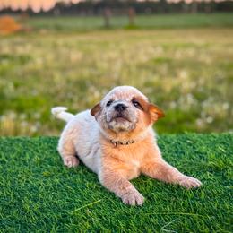 Black collar - Red speckled male Australian Cattle Dog puppy in Spokane, Washington from 4D Cattle Dogs