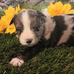 Typhoon - Blue merle female Miniature Australian Shepherd puppy in Penn Valley, California from Ghostfire Mini Aussies