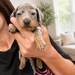 Colt   AKC Blue dapple 4500 - Dapple male Dachshund puppy in Indian Trail, North Carolina from Hilda’s Teenie Weenies