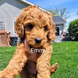 Emerald (Emmy) - Red  female Goldendoodle puppy in Red Oak, Iowa from Fisher Pups-Stay Golden with a Doodle