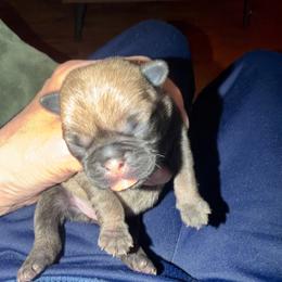 Forrest - Fawn male Pug puppy in Moorefield, West Virginia from Wratchford Farms