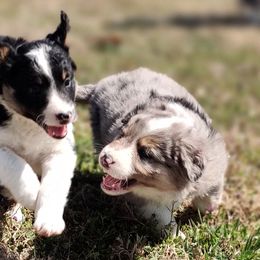 Border Collie Puppies from Bond Border Collies