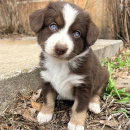 Teddy (ASDR and AKC) - Red tri male Miniature Australian Shepherd puppy in Stockton, Missouri from Kizmit Farmz