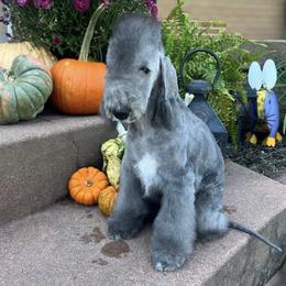 Peach Collar Girl - Blue female Bedlington Terrier puppy in Leesburg, Virginia from LAMZ Bedlington Terriers