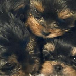 German Shepherds and Yorkshire Terriers from Von Kingsburg Shepherds