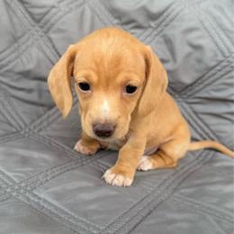Girl 2 Light Red - Red female Dachshund puppy in Casa Grande, Arizona from Short n Sassy Dachshunds of AZ