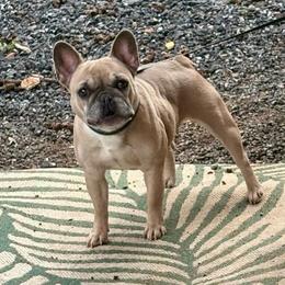 Bunny - Blue fawn female French Bulldog puppy in Opelika, Alabama from Fancy Face Frenchies