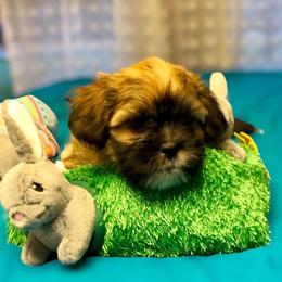 Shih Tzu Puppies from Magnolia Small Breeds