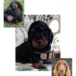 Lorax - Black and tan male Dachshund puppy in Dothan, Alabama from Little House Pups
