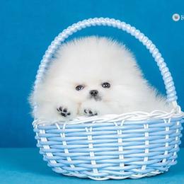 Pomeranian Puppies from Kouture Pomeranians