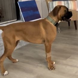 Boxer Puppies from Von Royal Dell'Infinite Deutscher