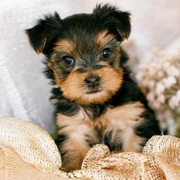 Vera - Black and tan female Yorkshire Terrier puppy in West Fargo, North Dakota from A Yorkie Tale