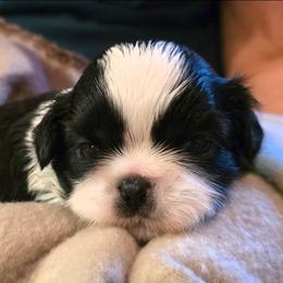 Dandelion( Dande) - Black and white male Shih Tzu puppy in North Carolina from WillowCreek Mountain View Shih Tzu