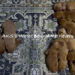 Boy 3 - Yellow male Labrador Retriever puppy in Newport, North Carolina from AKS’s Water Bound Retrievers
