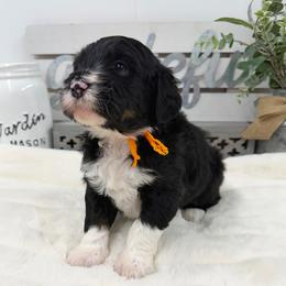 Elf - Tri-color male Bernedoodle puppy in Hegins, Pennsylvania from Bubbling Springs Doodles, LLC