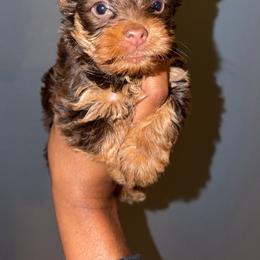 Rex - Chocolate and tan male Yorkshire Terrier puppy in Pearl, Mississippi from Amazing Companions Kennel