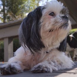 Shih Tzus from Bella's Babies
