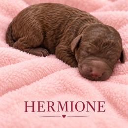 Hermione - Sable female Poodle puppy in Washington, Pennsylvania from Patriotic Poodles