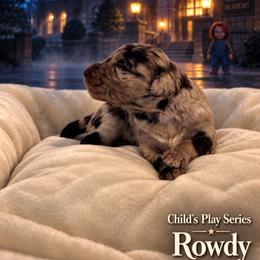 Child's Play Series - Merle male Goldendoodle puppy in Houston, Texas from Were The Mack'Doodles Mack’Poodles