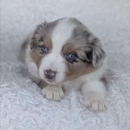 Girl 1 - Red merle female Australian Shepherd puppy in Yakima, Washington from Naches Heights Ranch