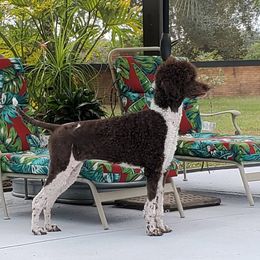 Poodles from Sequoyah Standard Poodles