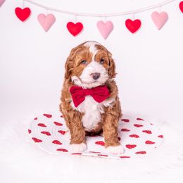 Australian Labradoodle Puppies from Sunny Day Doodles