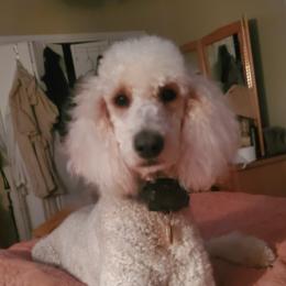 Thea - Poodle