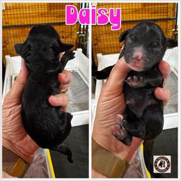 Daisy - female Golden Mountain Doodle puppy in Banner Elk, North Carolina from Walnut Tree Bernedoodles