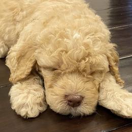 Labradoodle Puppies from I Love U Back Labradoodles, LLC