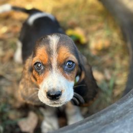 Bright yellow collar female - Black brown and white female Basset Hound puppy in Lindley, New York from Hill Top Basset Hounds & Cane Corso